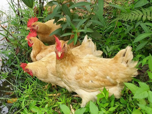 康地恩淺析雞免疫失敗的原因及預防措施