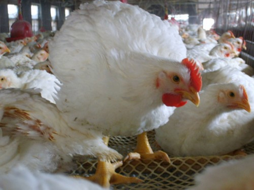 康地恩淺談白羽肉雞308例腸毒綜合癥的臨床診治體會