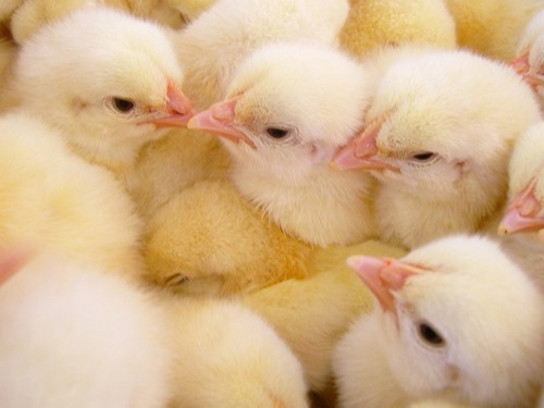 白羽肉雞飼養管理之育雛