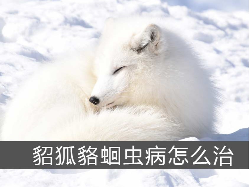 貂狐貉蛔蟲病怎么治？【康地恩特養(yǎng)】