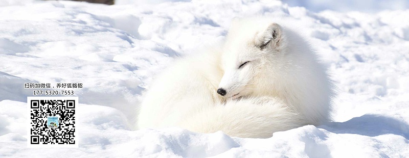 貂狐貉兔毛皮動物用藥廠家批發-青島康地恩
