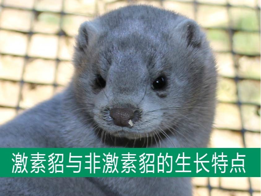 激素貂與非激素貂的生長發(fā)育特點相同嗎?【康地恩養(yǎng)貂】 激素貂與非激素貂的生長發(fā)育特點相同嗎?【康地恩養(yǎng)貂】