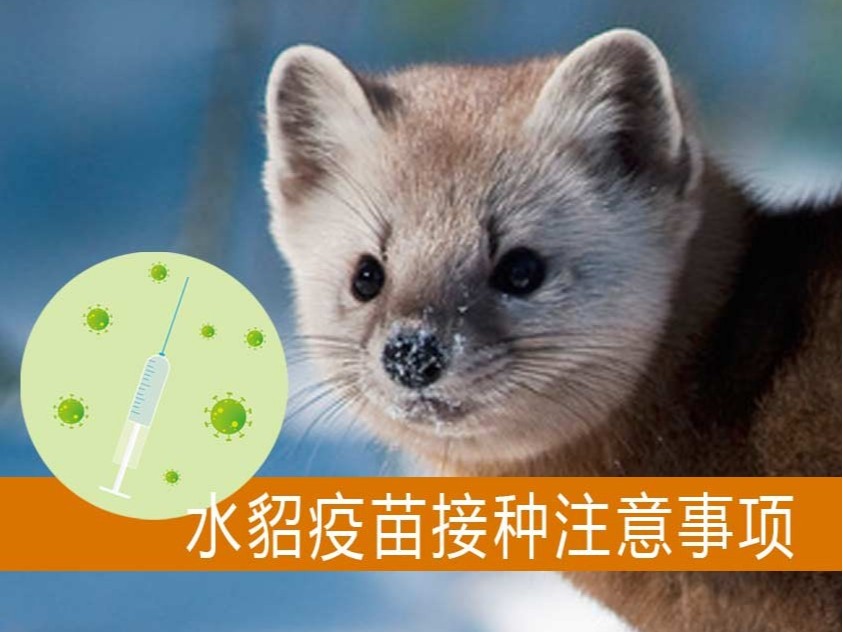 水貂疫苗接種注意事項【康地恩養貂】