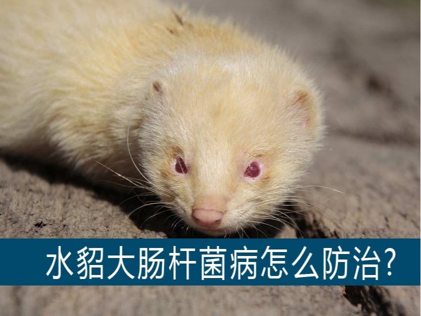 水貂大腸桿菌病怎么防治?【康地恩養貂】