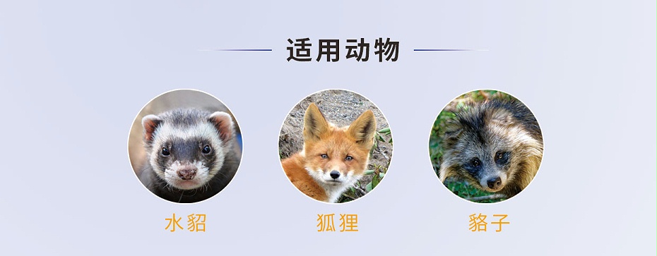 貂、狐、貉等毛皮動物腦膜炎、心內膜炎的防治用藥廠家批發-青島康地恩