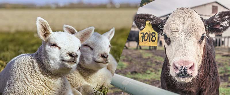 癸氧喹酯溶液在動物球蟲病防治上的應用【康地恩疾病防控】