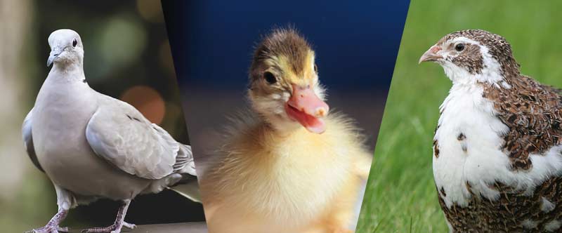 癸氧喹酯溶液在動物球蟲病防治上的應用【康地恩疾病防控】