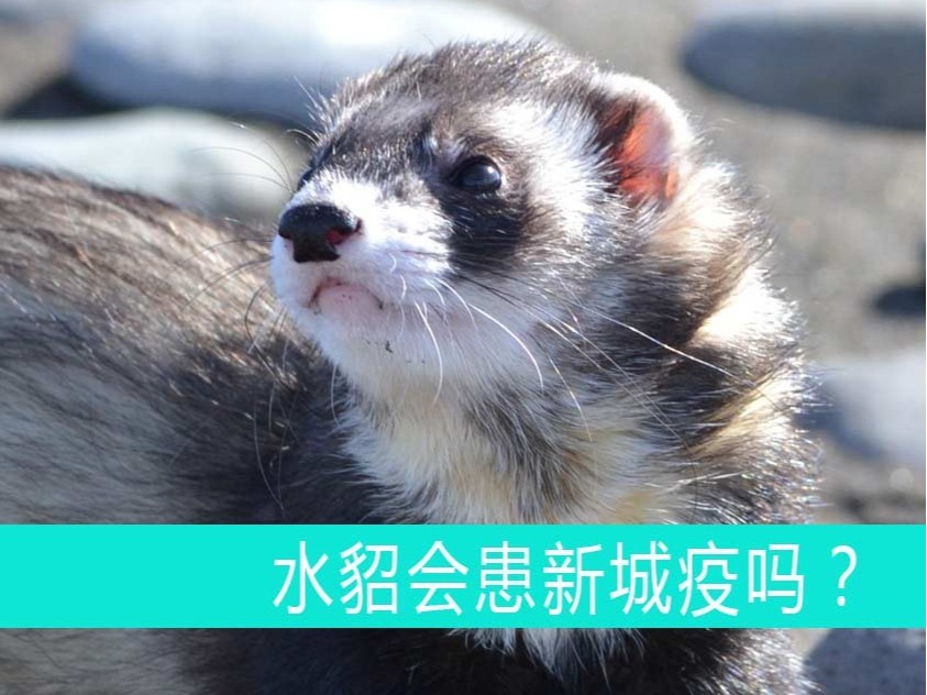 水貂會患新城疫嗎？【康地恩貂狐貉飼養】