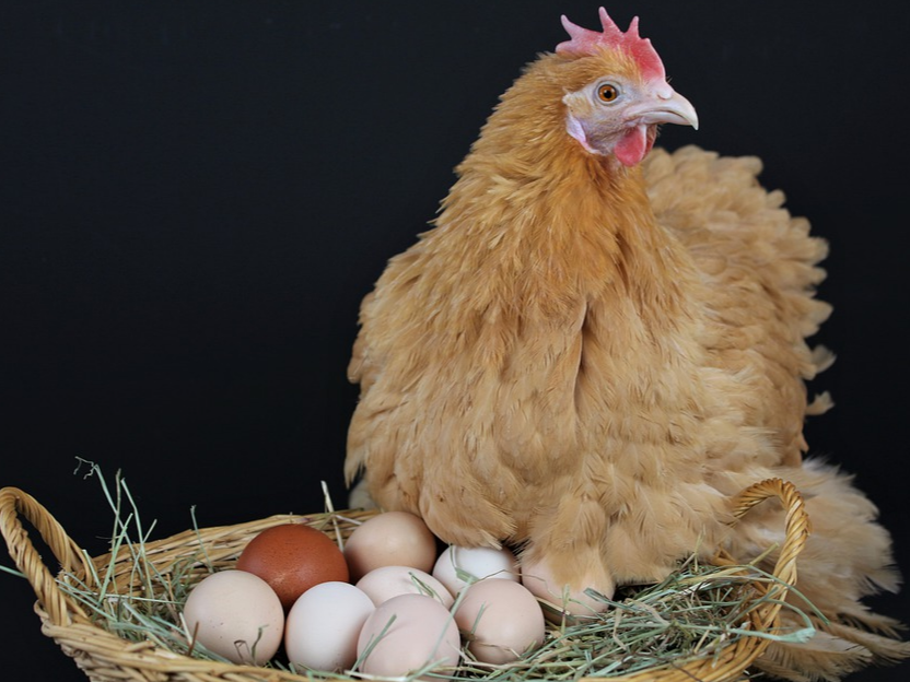 【康地恩案例】地美硝唑預混劑（舒腸康）對蛋雞組織滴蟲病的治療