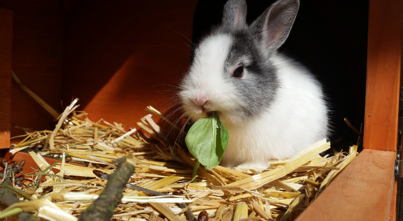 肉兔無抗養殖-青島康地恩