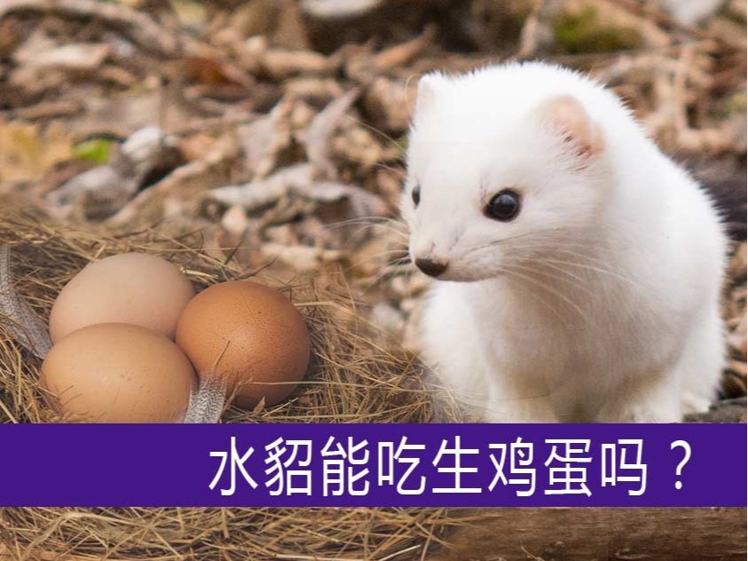 水貂能吃生雞蛋嗎?【康地恩養(yǎng)貂】 水貂能吃生雞蛋嗎?【康地恩養(yǎng)貂】