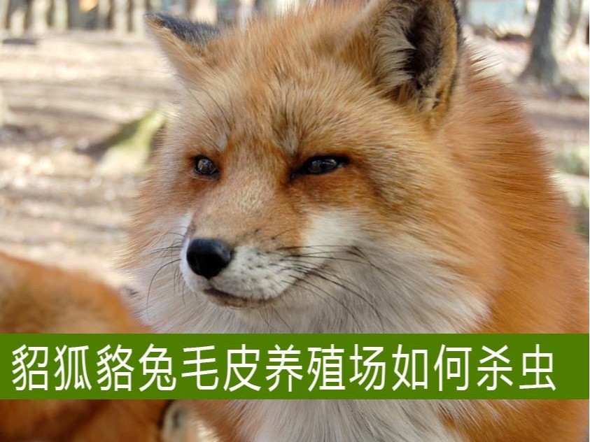 貂狐貉兔等毛皮養(yǎng)殖場如何殺蟲?【康地恩特養(yǎng)】 貂狐貉兔等毛皮養(yǎng)殖場如何殺蟲?【康地恩特養(yǎng)】