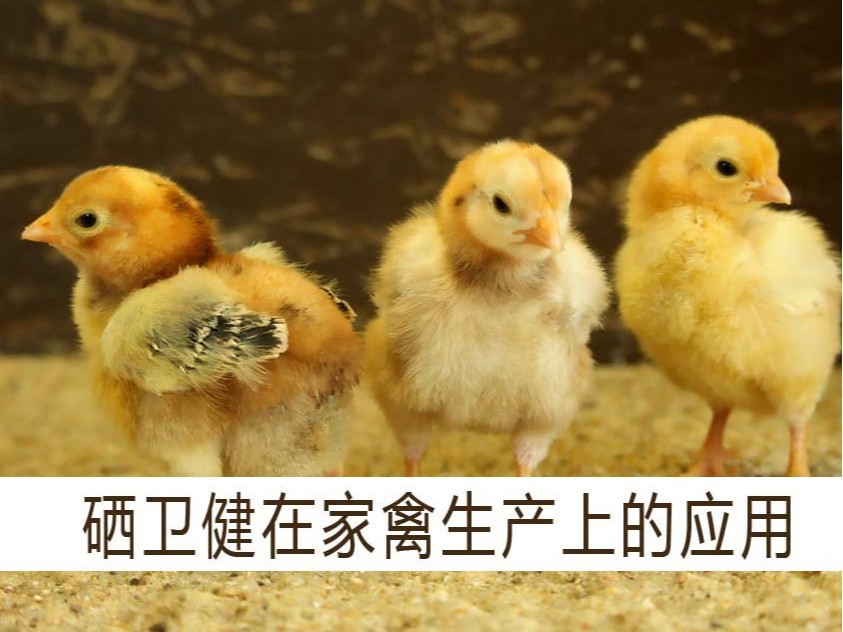 康地恩硒衛健在家禽生產上的應用