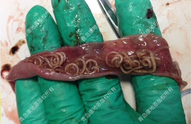 患蛔蟲的狐貍腸道內大量蛔蟲阻塞，腸粘膜潮紅出血-青島康地恩