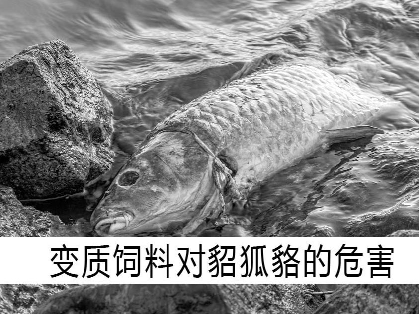 變質飼料對貂狐貉的危害【康地恩毛皮飼養】