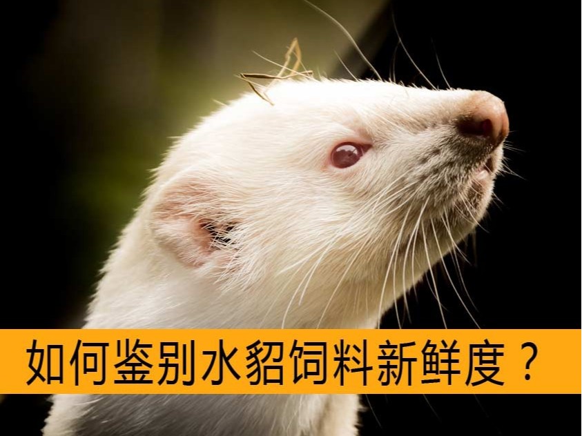 如何鑒別水貂飼料新鮮度？【康地恩毛皮飼養】