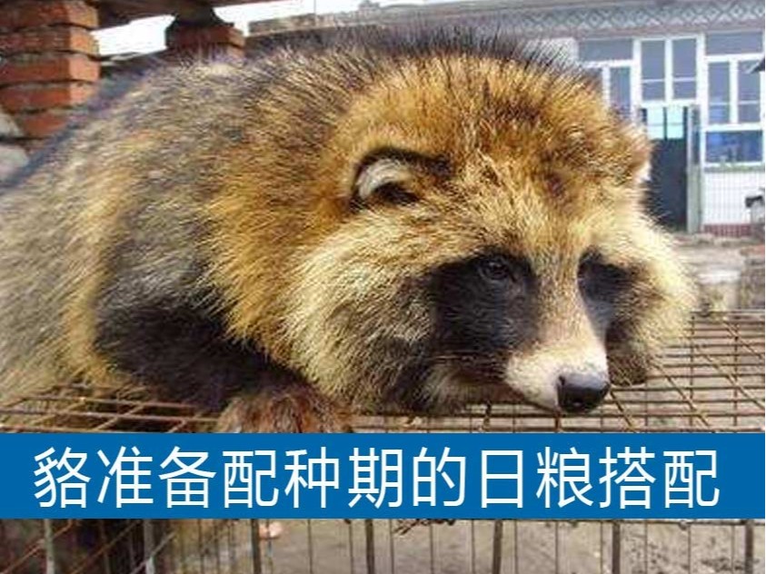 貉準(zhǔn)備配種期的日糧搭配【康地恩毛皮動物藥廠家】