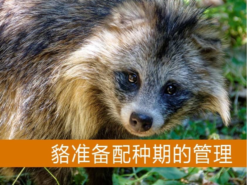 貉準(zhǔn)備配種期的管理【康地恩毛皮動物養(yǎng)殖】