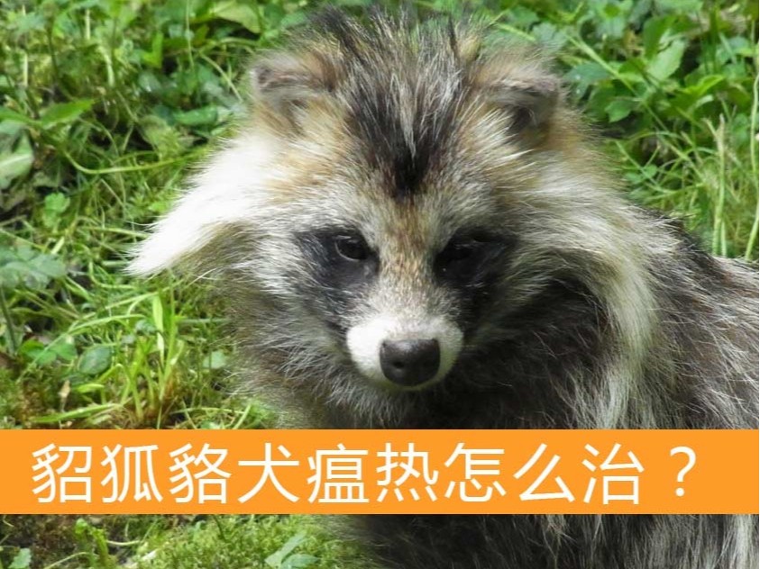 貂狐貉犬瘟熱怎么治？【康地恩特養(yǎng)】