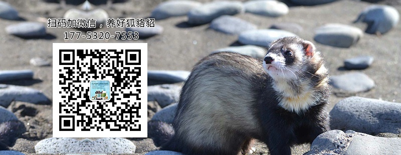 專業的毛皮動物藥廠家——青島康地恩