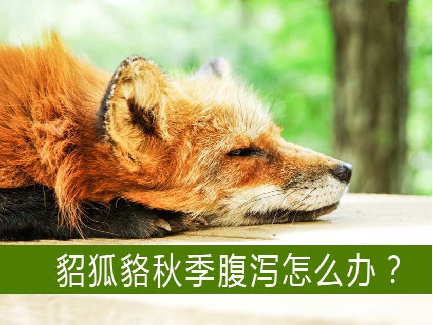 貂狐貉等毛皮動物秋季腹瀉怎么辦?【康地恩特養(yǎng)】 貂狐貉等毛皮動物秋季腹瀉怎么辦?【康地恩特養(yǎng)】