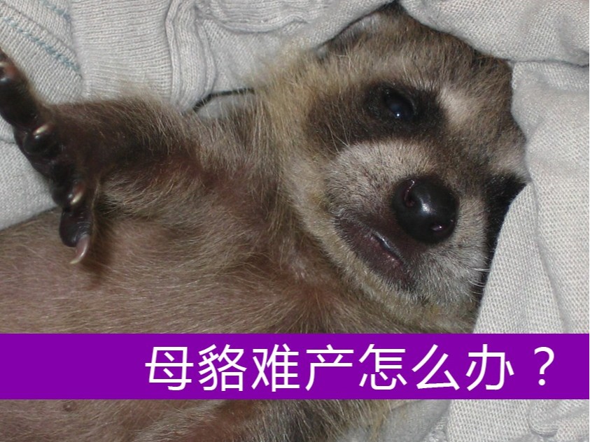 母貉難產怎么辦？【康地恩養貉】