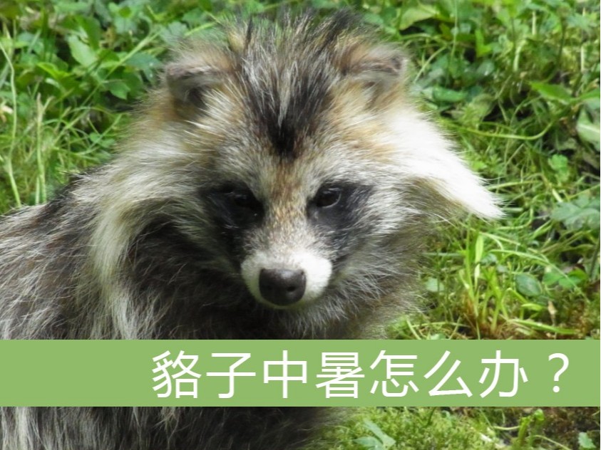 狐貉中暑怎么辦？【康地恩特養】