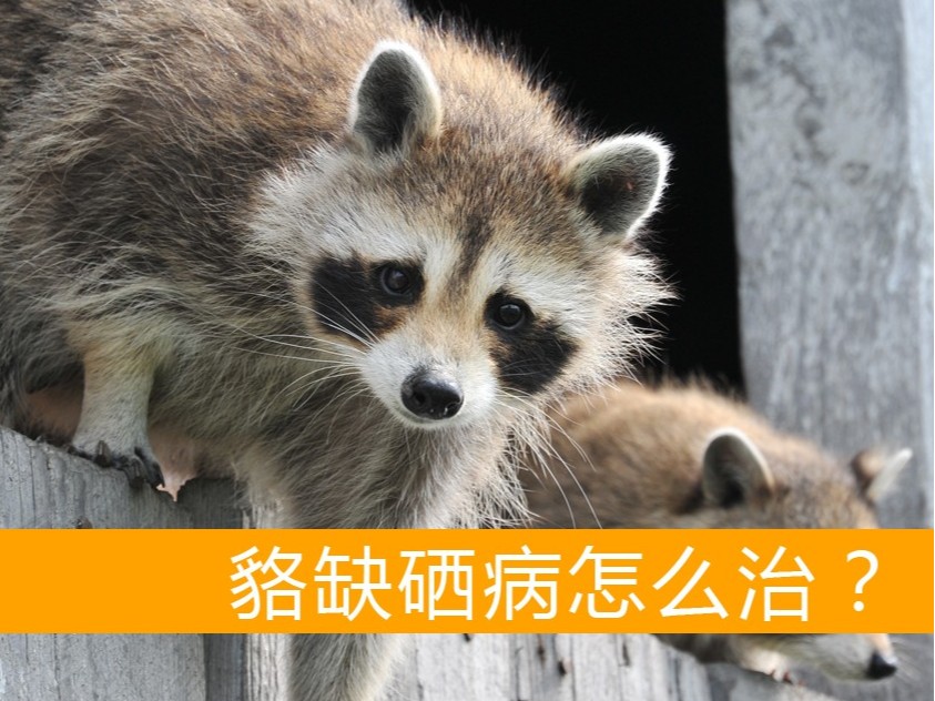 貉缺硒病怎么治療？【康地恩養貉】