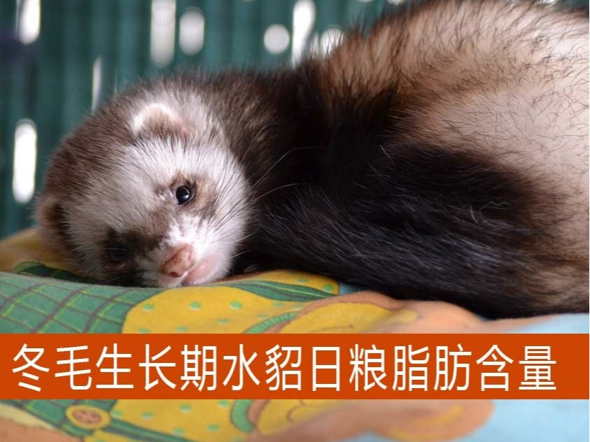 冬毛生長期水貂日糧脂肪含量多少適宜？【康地恩養貂】