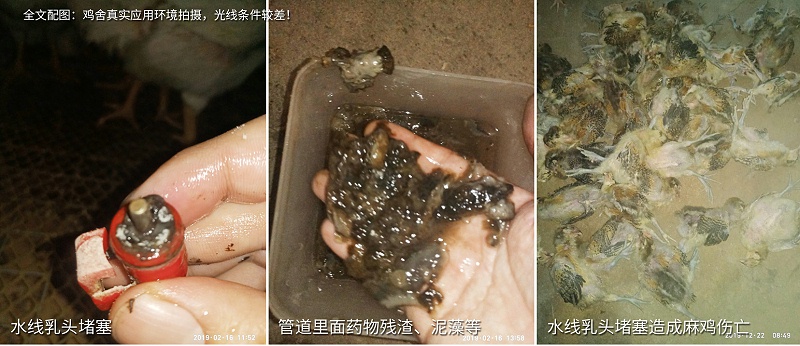 規(guī)模化雞場水質(zhì)管理