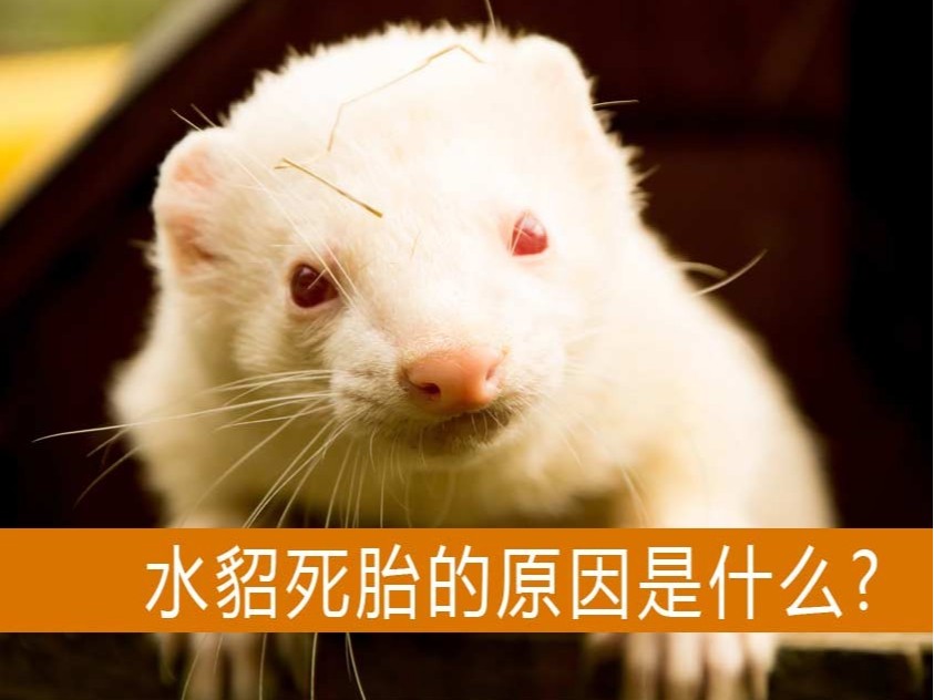 造成水貂死胎的原因是什么?【康地恩養(yǎng)貂】 造成水貂死胎的原因是什么?【康地恩養(yǎng)貂】
