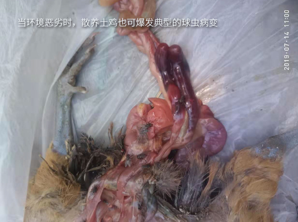 當環(huán)境惡劣時，散養(yǎng)土雞也可爆發(fā)典型的球蟲病變