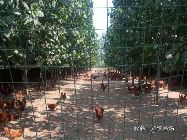 散養土雞飼養場