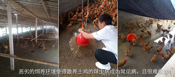 惡劣的飼養(yǎng)環(huán)境使得散養(yǎng)土雞的球蟲病成為常見病，且很難根除