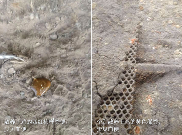 得球蟲病的散養(yǎng)土雞易見西紅柿樣糞和個別散養(yǎng)土雞黃色稀糞，少見血便