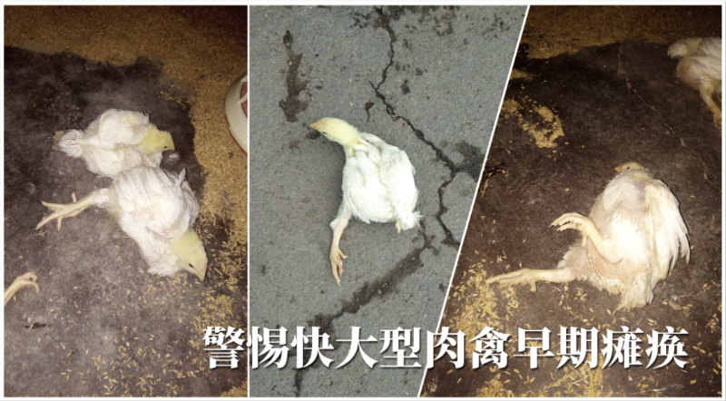 快大型肉禽早期缺硒性癱瘓怎么辦？【康地恩養殖】
