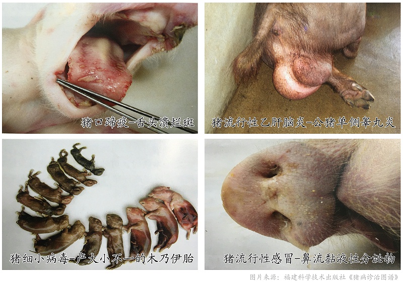 常見引起母豬流產、死胎疾病鑒別表-豬藥廠家-青島康地恩