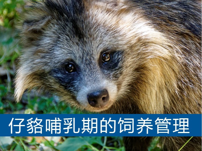 仔貉哺乳期的飼養管理[【康地恩養貉】