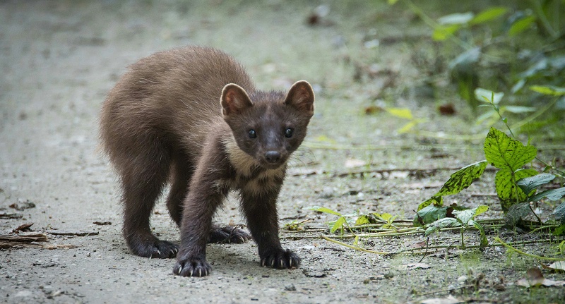 毛皮動物用藥廠家批發-青島康地恩