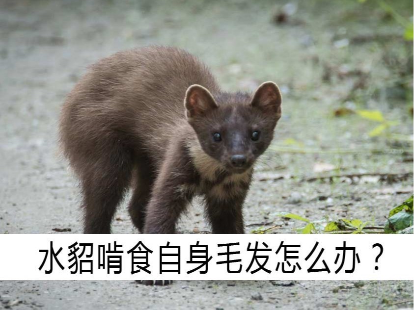 水貂啃食自身毛發怎么辦？【康地恩養貂】