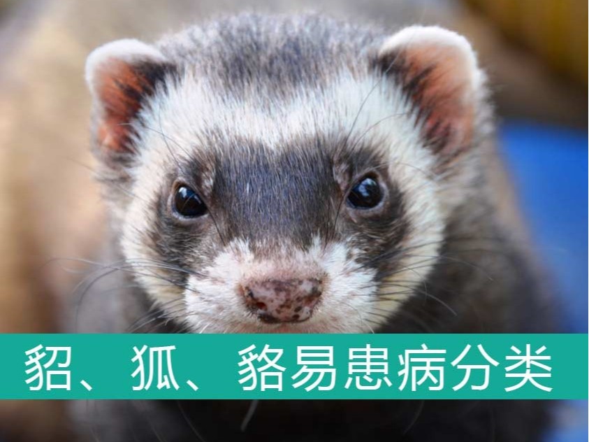 貂、狐、貉易患病分類【康地恩特養】
