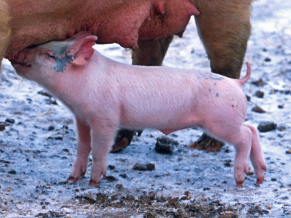 仔豬怎么斷奶-青島康地恩豬藥招商