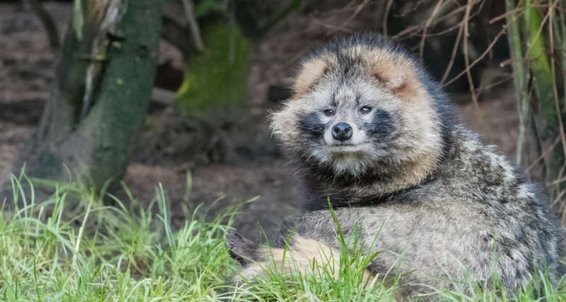 【康地恩特養】種貉選擇時需要注意啥？