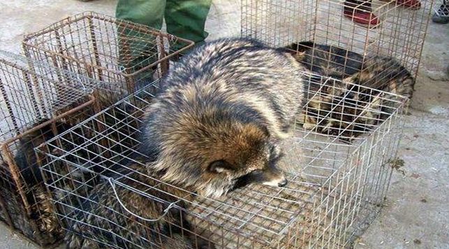 【康地恩特養】貉子引種的最佳時間和年齡