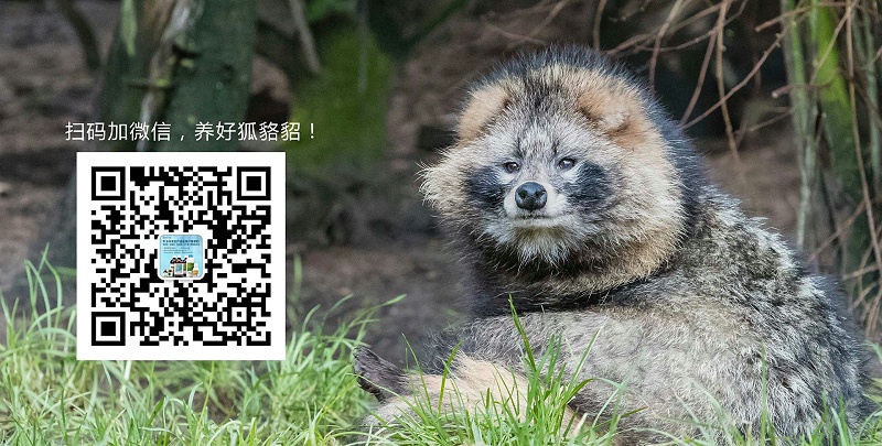 母貉/仔貉產后檢查與護理【康地恩養貉】