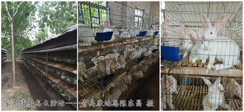 家兔球蟲病怎么防治？【康地恩特養】