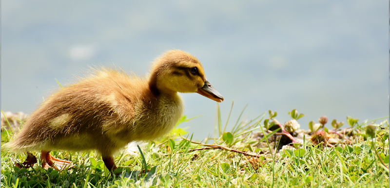 雛鴨黃曲霉毒素中毒怎么辦？聽聽康地恩怎么說！