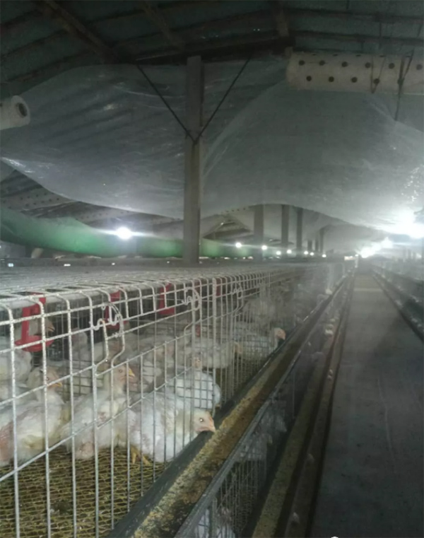 籠養雞舍通風降溫的縱向風速數據檢測分析