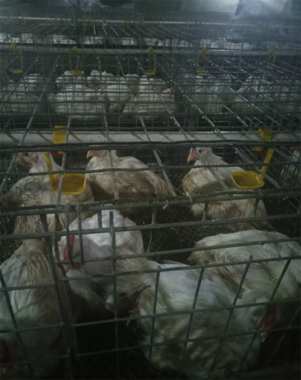 籠養雞舍通風降溫的縱向風速數據檢測分析