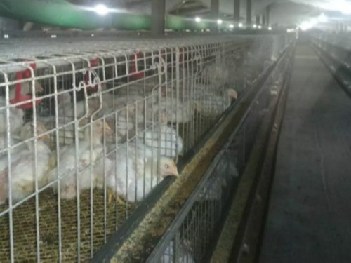 籠養雞舍通風降溫的縱向風速數據檢測分析